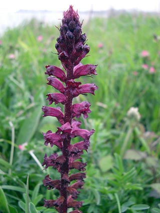 Orobanche sp.jpg